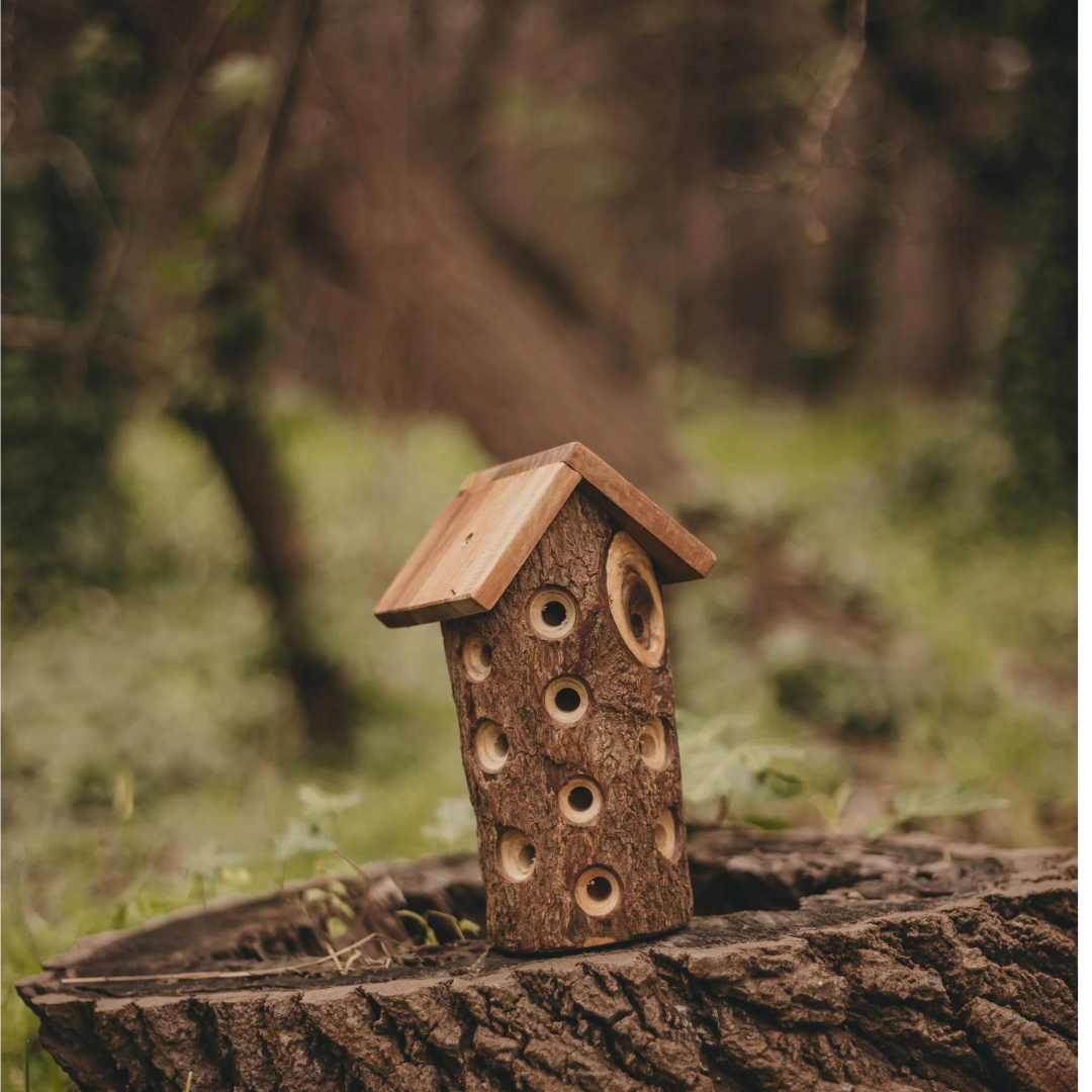 Ladybug House